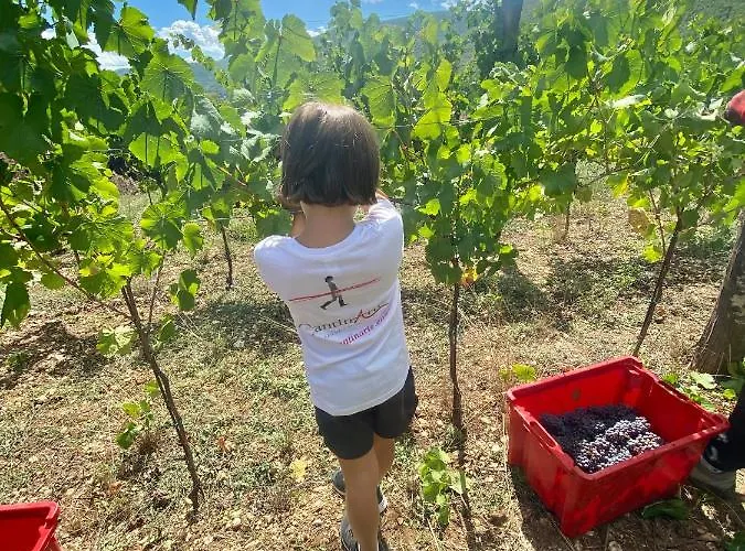 Dimora Dell'arte-cantinarte Navelli